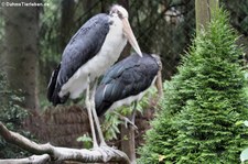 Sunda-Marabus (Leptoptilos javanicus) im Weltvogelpark Walsrode