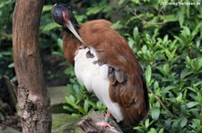 Schopfibis (Lophotibis cristata) im Weltvogelpark Walsrode