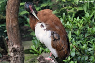 Lophotibis cristata