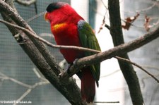 Erzlori (Lorius domicella) im Weltvogelpark Walsrode