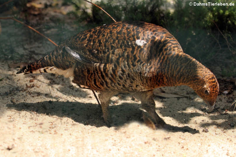 Birkhuhn Lyrurus tetrix-2