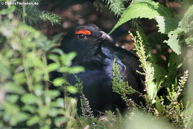 Birkhuhn Lyrurus tetrix-1