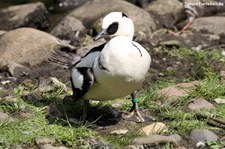 Männlicher Zwergsäger (Mergellus albellus) im Weltvogelpark Walsrode