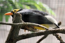 Papuaatzel (Mino dumontii) im Weltvogelpark Walsrode