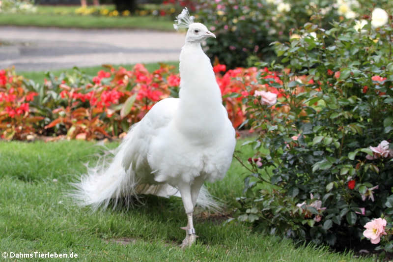 Weißer Pfau (Pavo cristatus mut. alba)