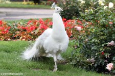 Weißer Pfau (Pavo cristatus mut. alba) im Weltvogelpark Walsrode