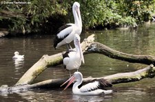 Brillenpelikane (Pelecanus conspicillatus) im Weltvogelpark Walsrode