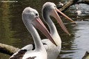 Pelecanus conspicillatus