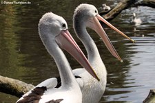 Brillenpelikane (Pelecanus conspicillatus) im Weltvogelpark Walsrode