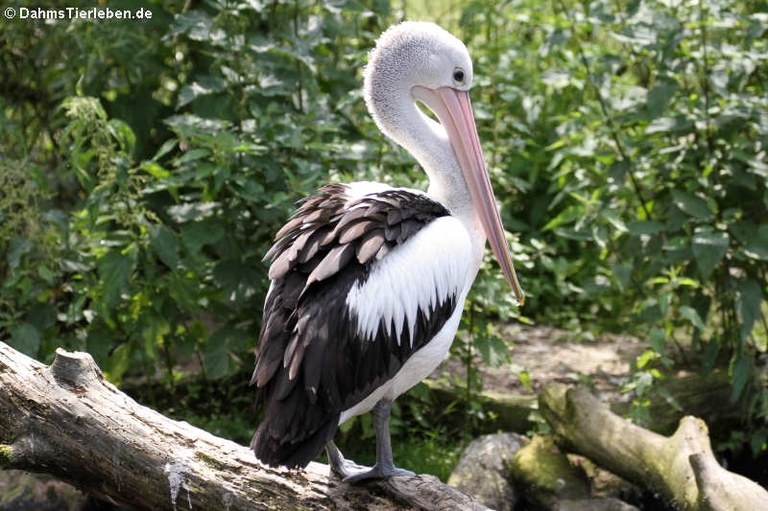 Pelecanus conspicillatus