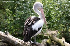 Brillenpelikan (Pelecanus conspicillatus) im Weltvogelpark Walsrode