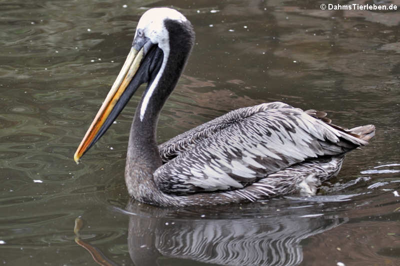 Pelecanus thagus