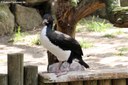 Phalacrocorax bougainvilliorum