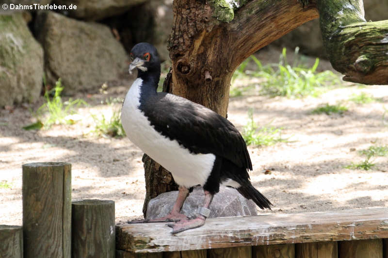 Guanoscharbe (Phalacrocorax bougainvilliorum)