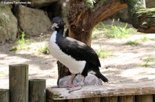 Guanoscharbe (Phalacrocorax bougainvilliorum) im Weltvogelpark Walsrode