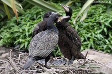 Große Kormorane (Phalacrocorax carbo sinensis) im Weltvogelpark Walsrode