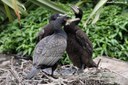 Phalacrocorax carbo sinensis