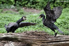 Große Kormorane (Phalacrocorax carbo sinensis) im Weltvogelpark Walsrode