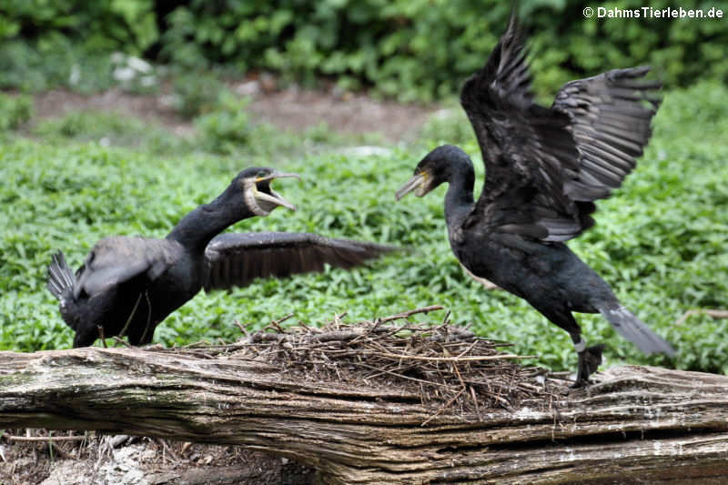 Phalacrocorax carbo sinensis