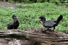 Große Kormorane (Phalacrocorax carbo sinensis) im Weltvogelpark Walsrode