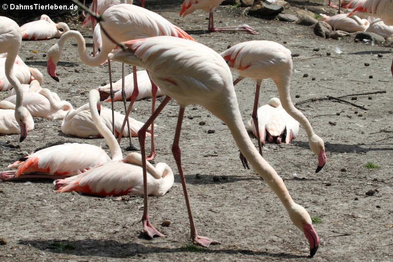 Phoenicopterus roseusa