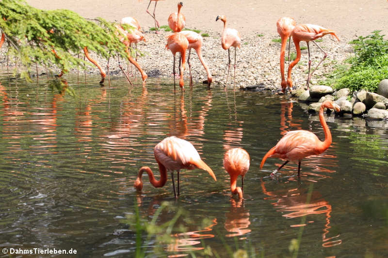 Kubaflamingos (Phoenicopterus ruber)