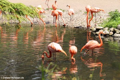 Kubaflamingos (Phoenicopterus ruber)