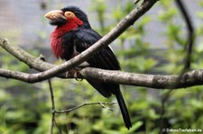 Furchenschnabel-Bartvogel (Pogonornis dubius) im Weltvogelpark Walsrode