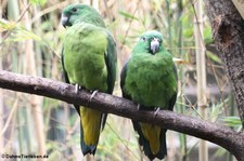 Mada-Spatelschwanzpapagei (Prioniturus mada) im Weltvogelpark Walsrode