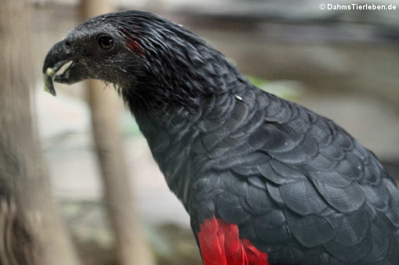 Borstenkopfpapagei Psittrichas fulgidus-1