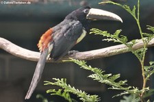 Schwarzkehlarassari (Pteroglossus aracari) im Weltvogelpark Walsrode