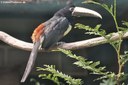 Pteroglossus aracari