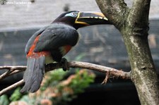 Braunohrarassari (Pteroglossus castanotis) Weltvogelpark Walsrode