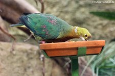 Perlenfruchttaube (Ptilinopus perlatus) Weltvogelpark Walsrode