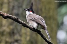 Rotohrbülbül (Pycnonotus jocosus) Weltvogelpark Walsrode