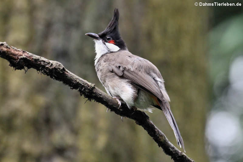 Rotohrbülbül (Pycnonotus jocosus)