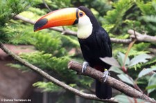 Riesentukan (Ramphastos toco) im Weltvogelpark Walsrode