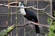 Weißbrusttukan (Ramphastos tucanus) im Weltvogelpark Walsrode