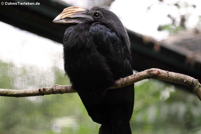 Südlicher Gelbmasken-Hornvogel (Rhabdotorrhinus exarhatus sanfordi)