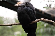 Südlicher Gelbmasken-Hornvogel (Rhabdotorrhinus exarhatus sanfordi) im Weltvogelpark Walsrode