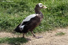 männliche Plüschkopfente (Somateria fischeri) im Weltvogelpark Walsrode