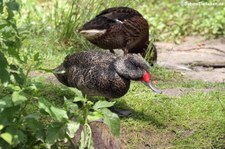 Affengans (Stictonetta naevosa) im Weltvogelpark Walsrode