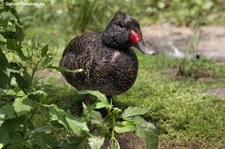 Affengans (Stictonetta naevosa) im Weltvogelpark Walsrode