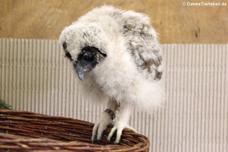 Junger Malaienkauz (Strix leptogrammica)