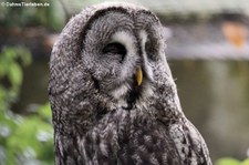 Bartkauz (Strix nebulosa lapponica) im Weltvogelpark Walsrode