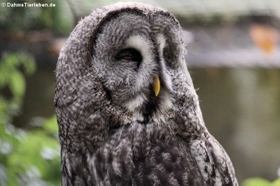 Strix nebulosa