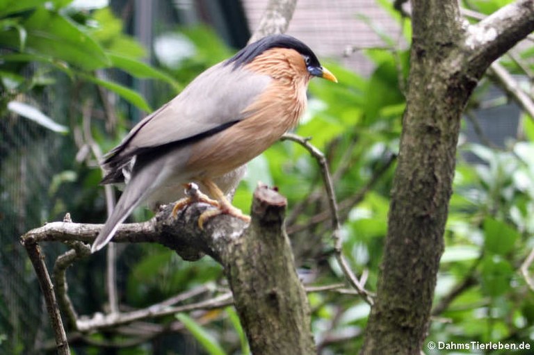 Sturnus pagodarum