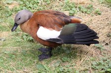 Graukopfkasarka (Tadorna cana) im Weltvogelpark Walsrode