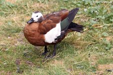 Graukopfkasarka (Tadorna cana) im Weltvogelpark Walsrode