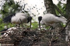 Hellaugenibisse (Threskiornis bernieri) im Weltvogelpark Walsrode